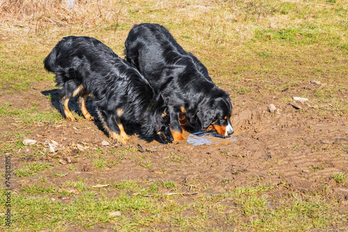 2 dogs (Bohemian shepherd and Bernese mountain dog) drinking from puddle.