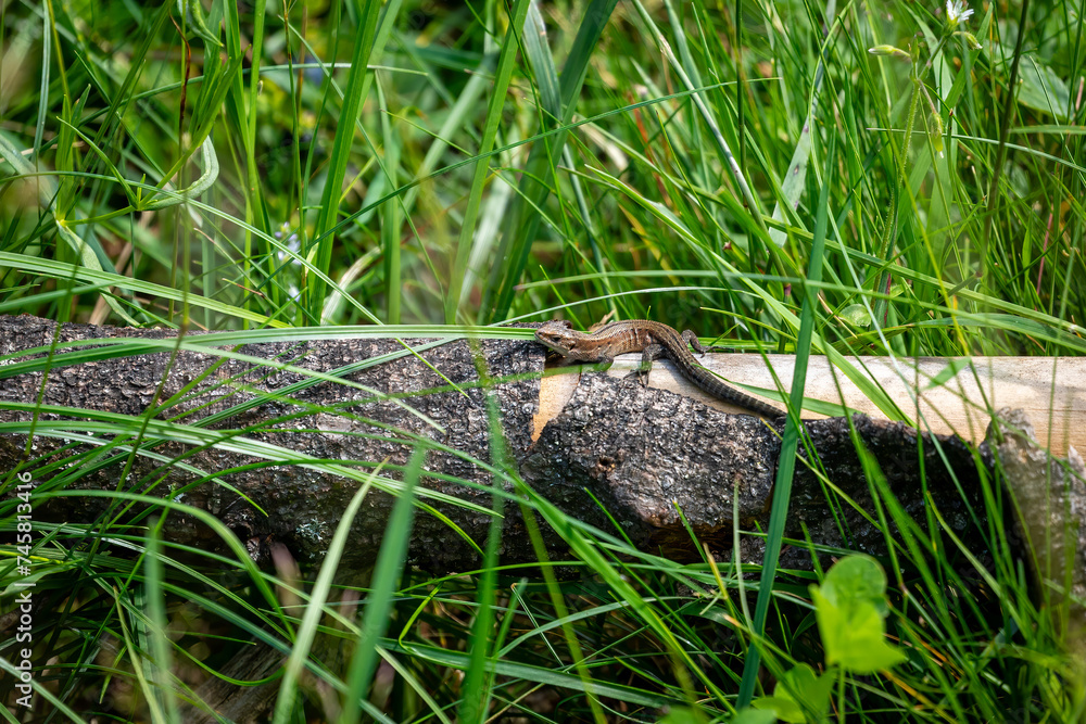A common lizard is taking a sunbath A common lizard is taking a sunbath