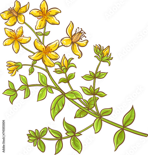 Tutsan Plant Colored Detailed Illustration photo