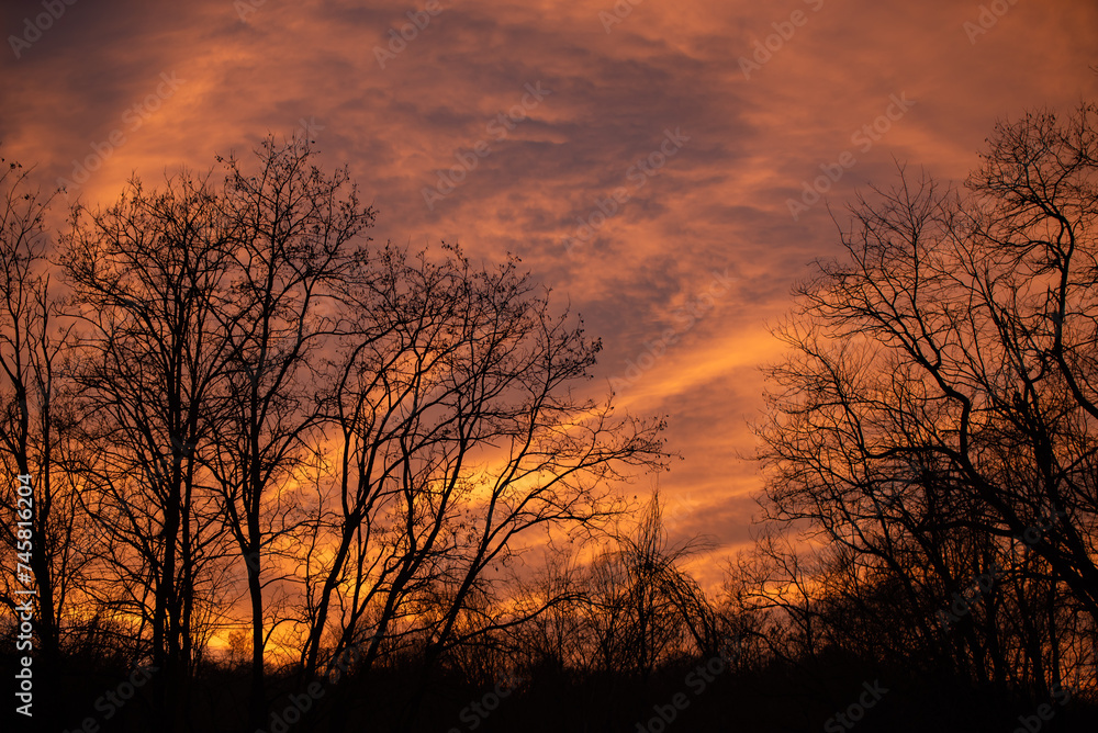 Spectacular golden clouds colored by the setting sun. Silhouettes of trees at the end of a spring day