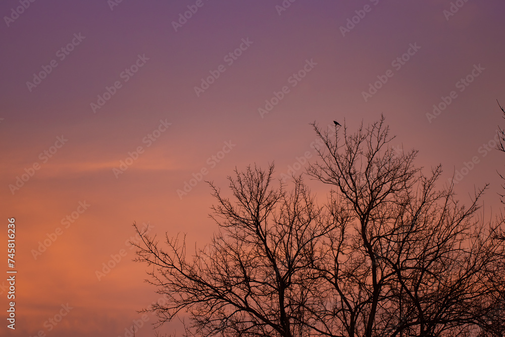 A lonely blackbird singing on the branch of a tall tree in the evening at sunset on a red hot sky background