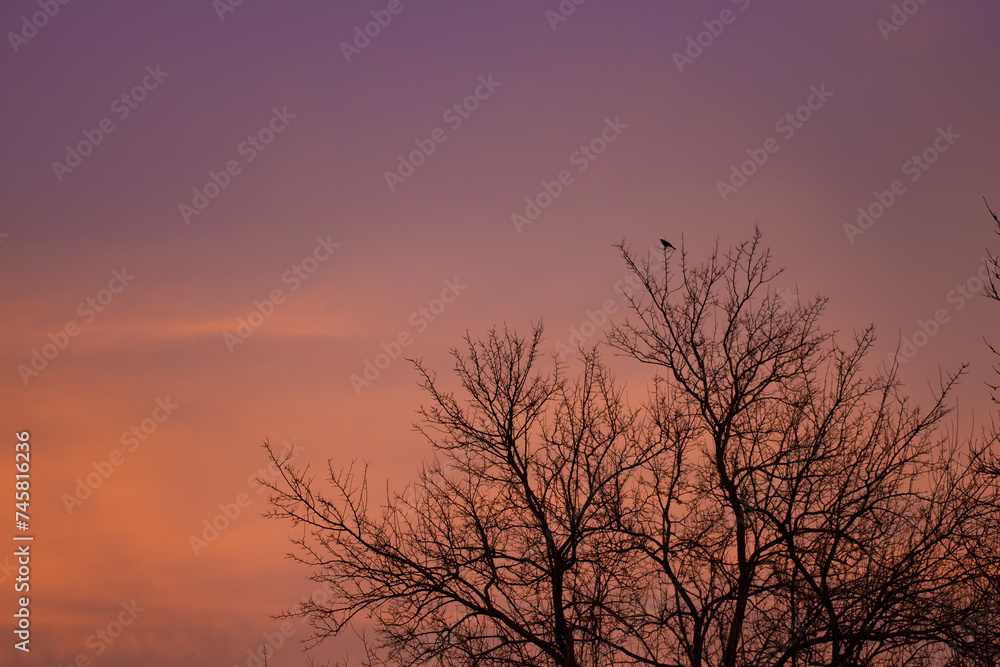 A lonely blackbird singing on the branch of a tall tree in the evening at sunset on a red hot sky background A lonely blackbird singing on the branch of a tall tree in the evening at sunset on a red hot sky background