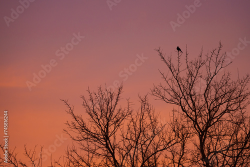 A lonely blackbird singing on the branch of a tall tree in the evening at sunset on a red hot sky background