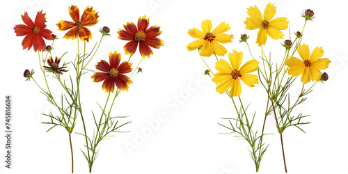 bouquet of Coreopsis flowers, isolated on transparent background photo