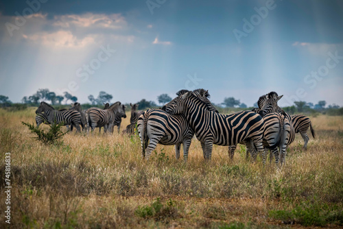 Zebras are African equines with distinctive black-and-white striped coats. plains zebra  E. quagga are found in Southern Africa  Serengeti  masai mara  kenya   Kruger park south africa 