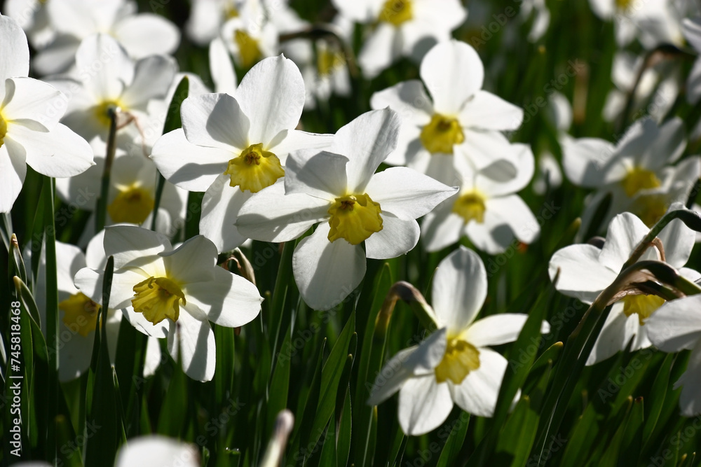 Solar morning in a garden. A large number of fresh modest narcissuses. On flowers play of light and shadow. Solar morning in a garden. A large number of fresh modest narcissuses. On flowers play of light and shadow.