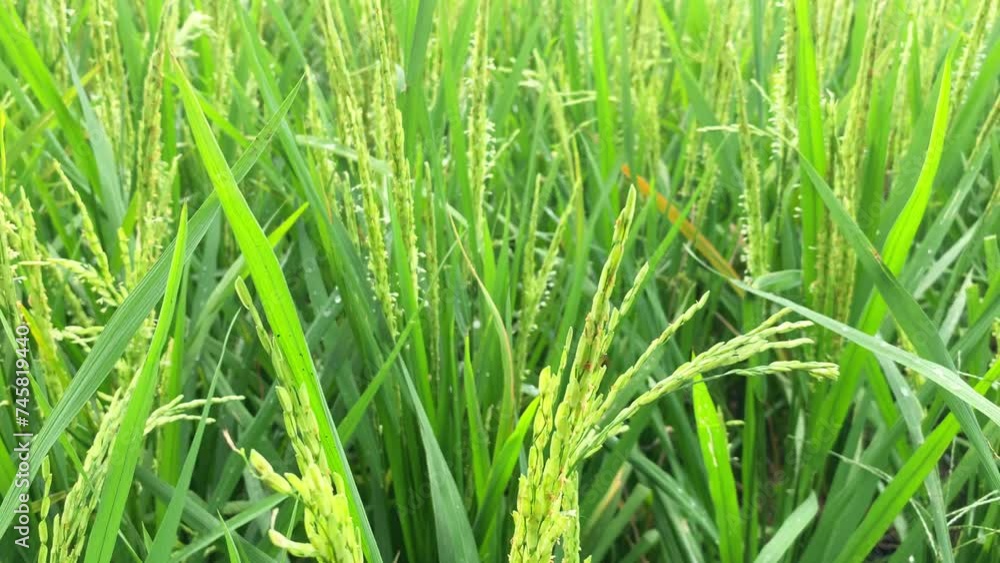 rice field with ripening rice ears. Rice terraces rice field with ripening rice ears. Rice terraces