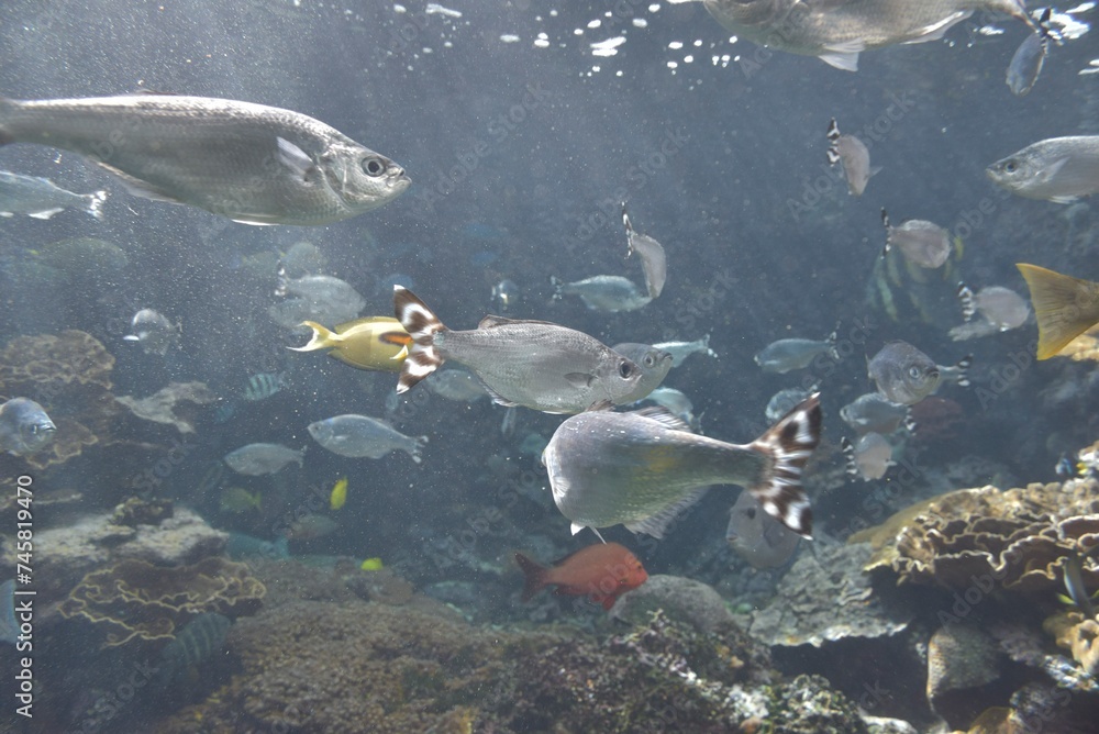 Fototapeta premium 魚