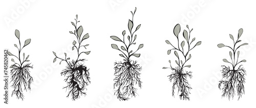 Plants with roots isolated on white. Art ink. Vector illustration.