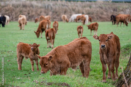 herd of cows and calves at a waterhole, Santo Domingo de Silos, Burgos province, Spain photo