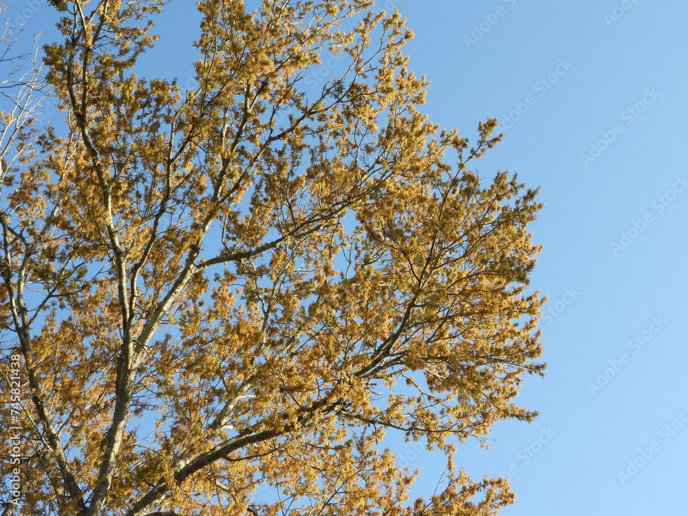 An oak tree covered in pollen