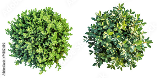 Buxus sempervirens round bush or evergreen shrubs  isolated on transparent background