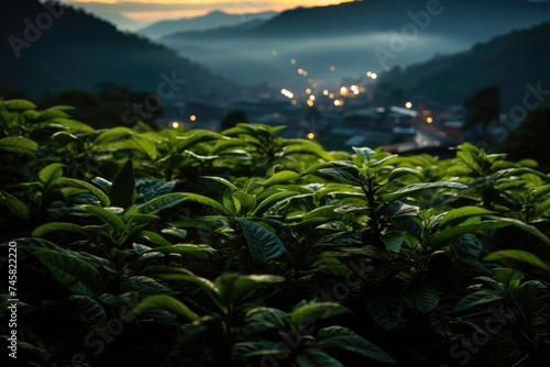 View of arabica coffee plants in Minas Gerais, Brazil, generative IA