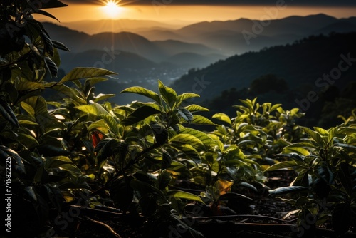 View of arabica coffee plants in Minas Gerais, Brazil, generative IA photo