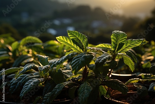 View of arabica coffee plants in Minas Gerais, Brazil, generative IA photo