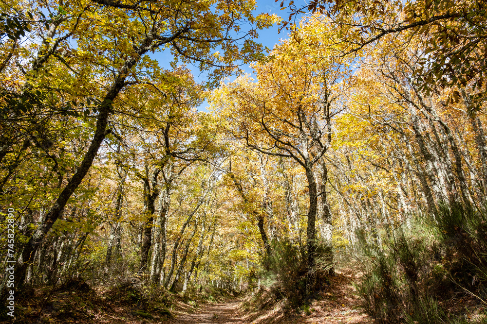 Tejeda de Tosande. Fuentes Carrionas Natural Park, Fuente Cobre- Palentina Mountain. Palencia,  Spain