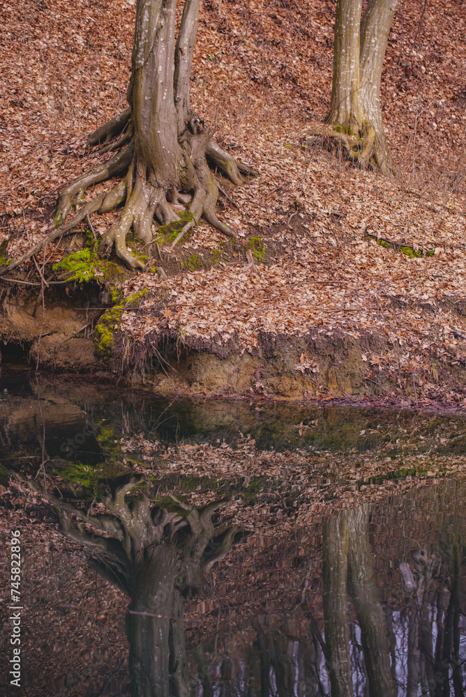 A small lake in the middle of the beech forest in the autumn season. Reflections in clear water at the end of the day
