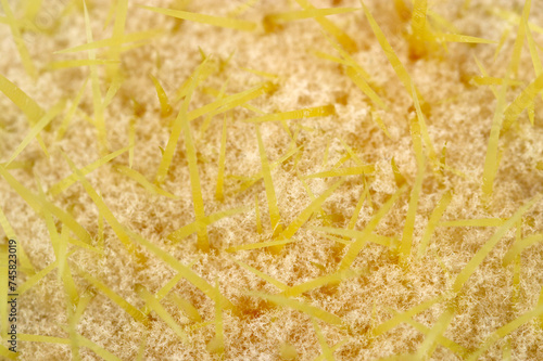 Top of the head is covered with short golden spines and dense hair. Golden barrel cactus (Kinshachi, Echinocactus grusonii. Natural+flash light, macro close-up photography) photo