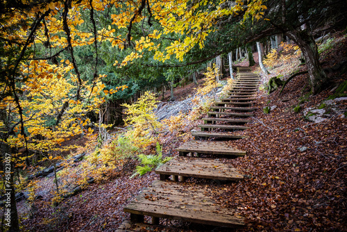 Centennial yews, Tejeda de Tosande. Fuentes Carrionas Natural Park, Fuente Cobre- Palentina Mountain. Palencia,  Spain photo