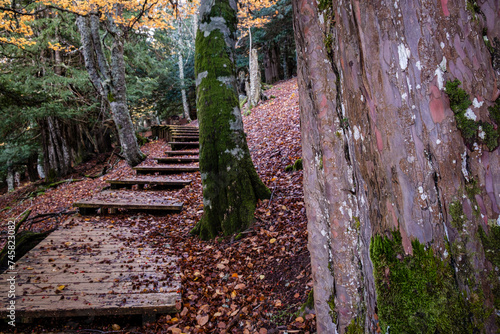 Centennial yews, Tejeda de Tosande. Fuentes Carrionas Natural Park, Fuente Cobre- Palentina Mountain. Palencia,  Spain photo