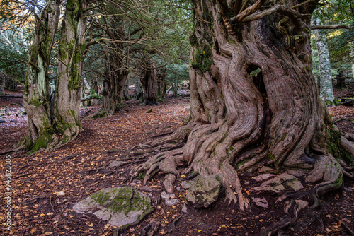 Centennial yews, Tejeda de Tosande. Fuentes Carrionas Natural Park, Fuente Cobre- Palentina Mountain. Palencia,  Spain photo