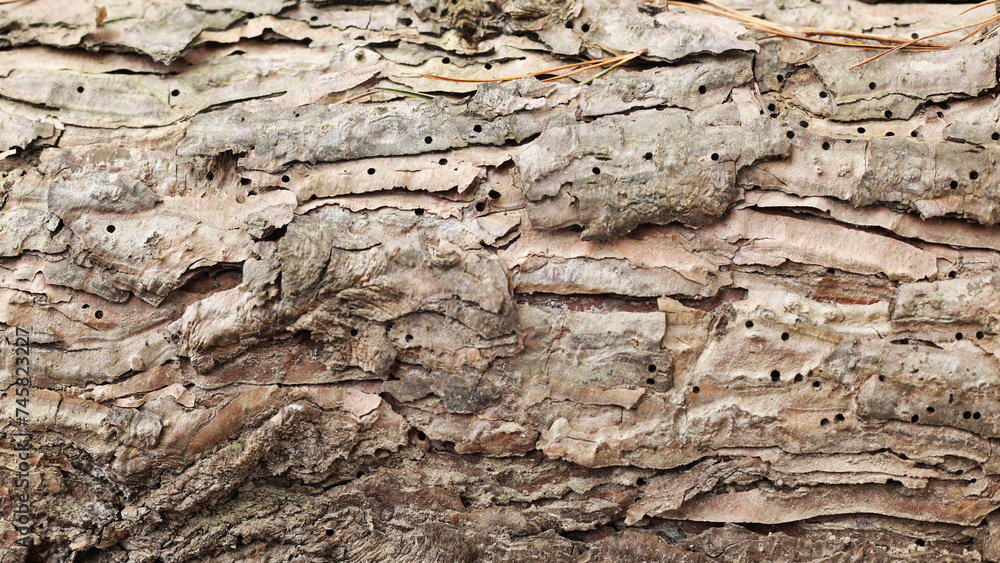 The texture of the bark of coniferous trees, close-up. Tree trunk background, textured image. A healthy stem. Lumber, forestry. The texture of the bark of coniferous trees, close-up. Tree trunk background, textured image. A healthy stem. Lumber, forestry.