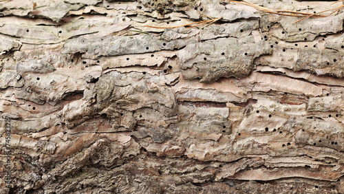 The texture of the bark of coniferous trees, close-up. Tree trunk background, textured image. A healthy stem. Lumber, forestry.