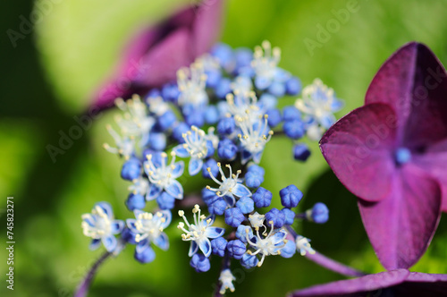 Mountain hydrangea flowers with a beautiful contrast between reddish-purple flowers and blue buds (Sunny closeup macro photograph)