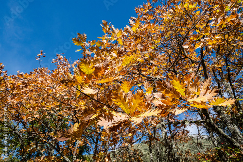 Oak leaves, Tejeda de Tosande. Fuentes Carrionas Natural Park, Fuente Cobre- Palentina Mountain. Palencia,  Spain photo