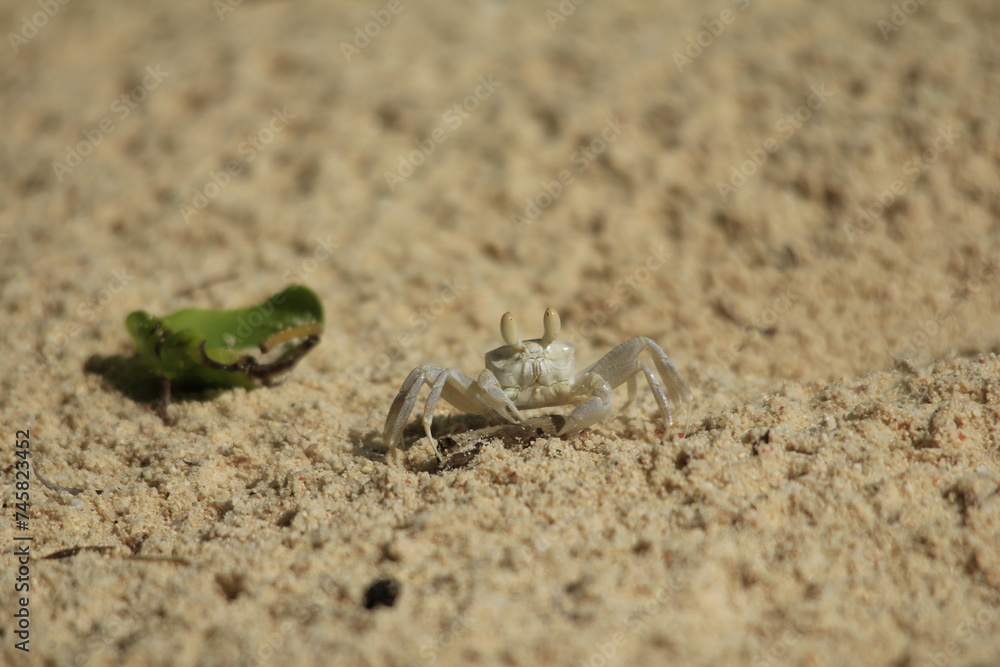 sand crab at the beach