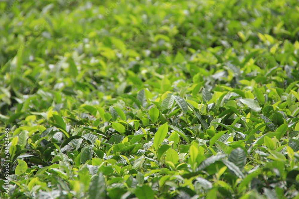 tea leaves on a bush on the Seychelles tea leaves on a bush on the Seychelles