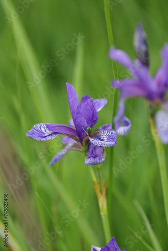 wild purple orchid with green background