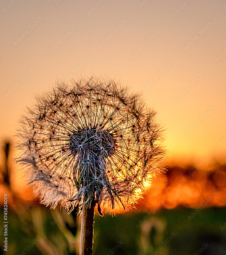 Dandelion at sunset with blurred background