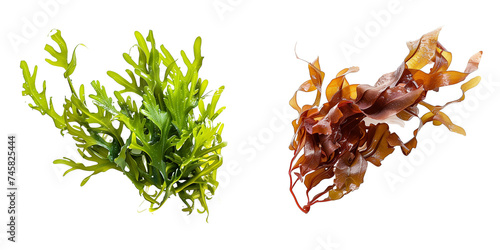 set of seaweeds isolated on transparent background