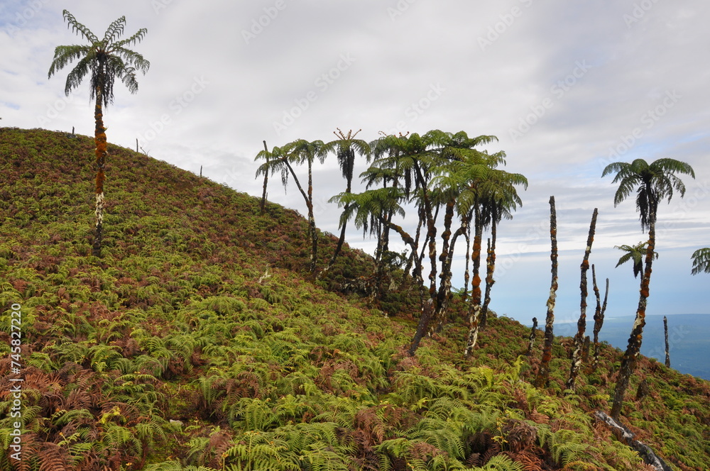 Fototapeta premium landscape in the mountains