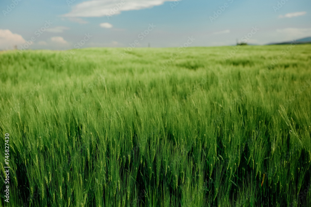 Green wheat field on sunny day in Turkey