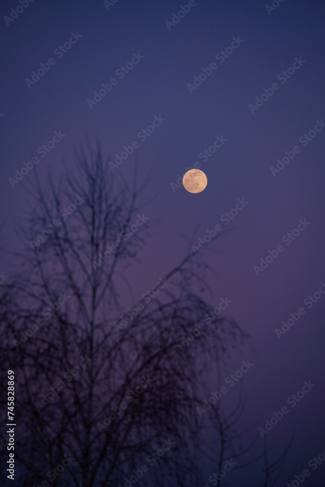 The full moon rising at dusk among the branches of the trees The full moon rising at dusk among the branches of the trees