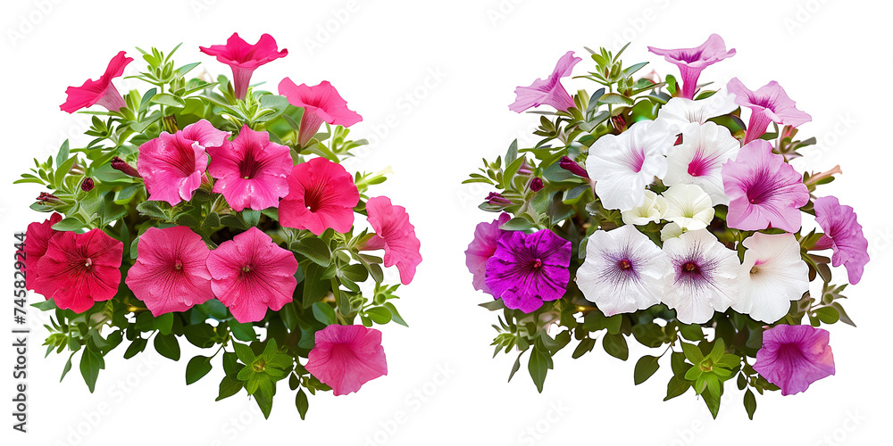 summer season flowers bouquet made with Petunias  isolated on transparent background - obrazy, fototapety, plakaty 