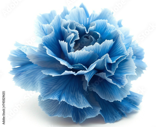 blue carnation isolated on transparent or white background, png, mockup 