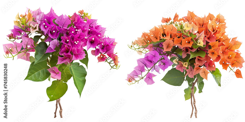 ummer season flowers bouquet made with  Bee Bougainvillea isolated on transparent background