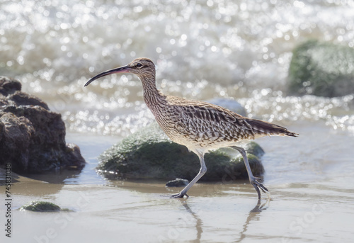 Eurasian whimbrel, Numenius phaeopus, looking for food striding along waterline of the beach, Fuerteventura, Canary Island, Spain   