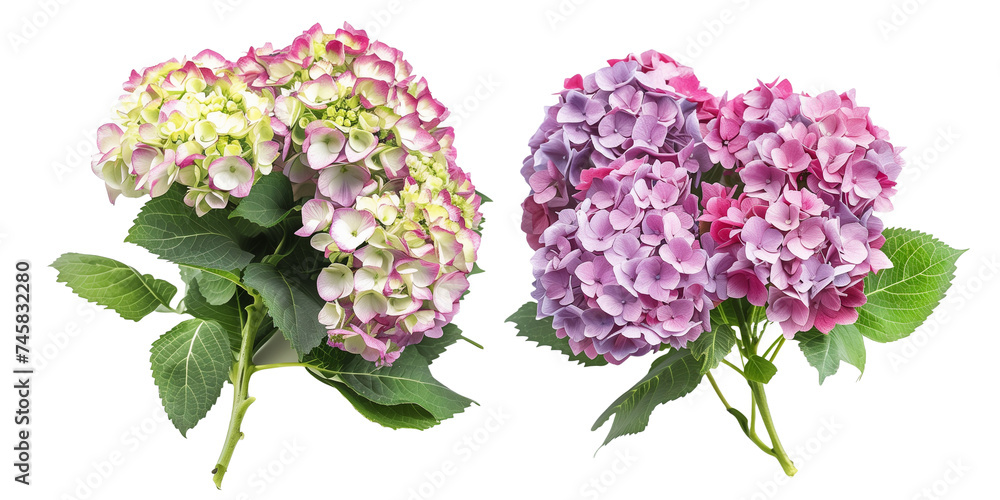 Fototapeta premium flowers bouquet made with Hydrangeas, isolated on transparent background