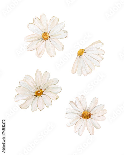 Watercolor set of white daisy flowers isolated on a white background. Botanical illustration of daisy buds for design and decoration. Summer and spring theme, wildflower.