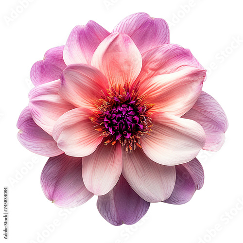 A flowers illustration realistic style. On transparent background. png.