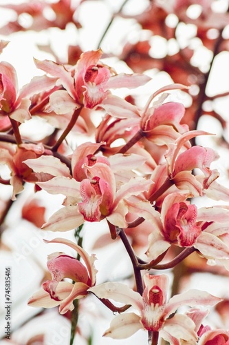 Orquideas blancas y rosa