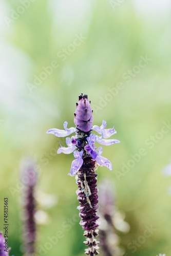Flores pequeñas violetas