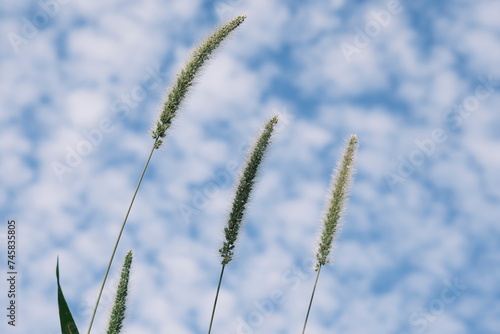 wheat field against sky