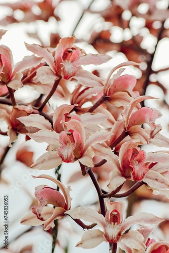 Orquidea blanca y rosa.