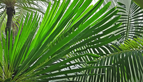 Freshness of nature in a tropical rainforest, vibrant green palm fronds.