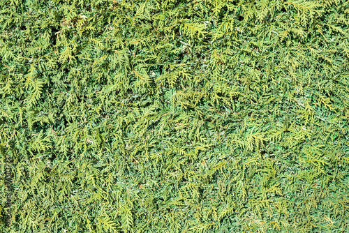 background of cutted green hedge